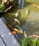 Koi fish in a pond